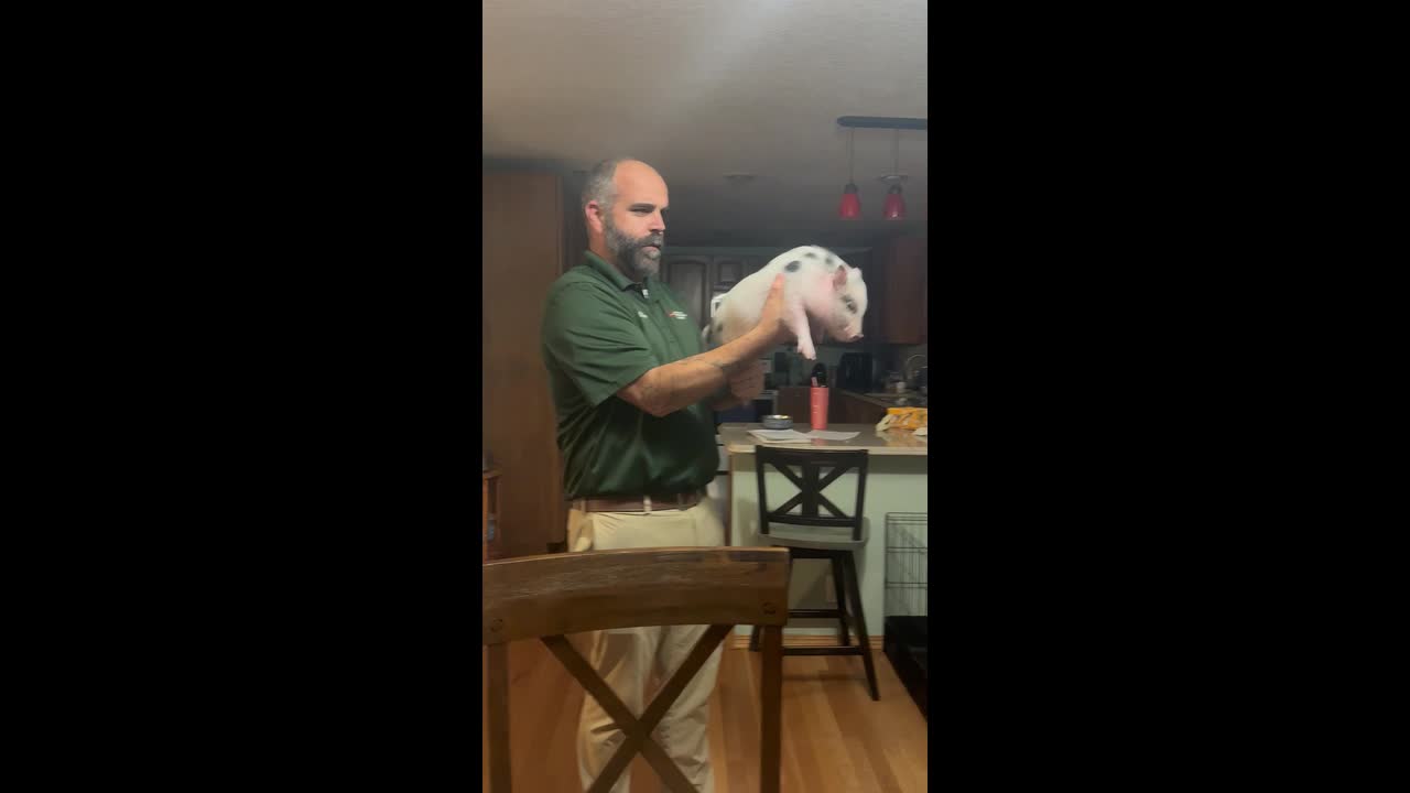 Man pretends to load and fire his pet mini pig like a toy gun in Mora, USA