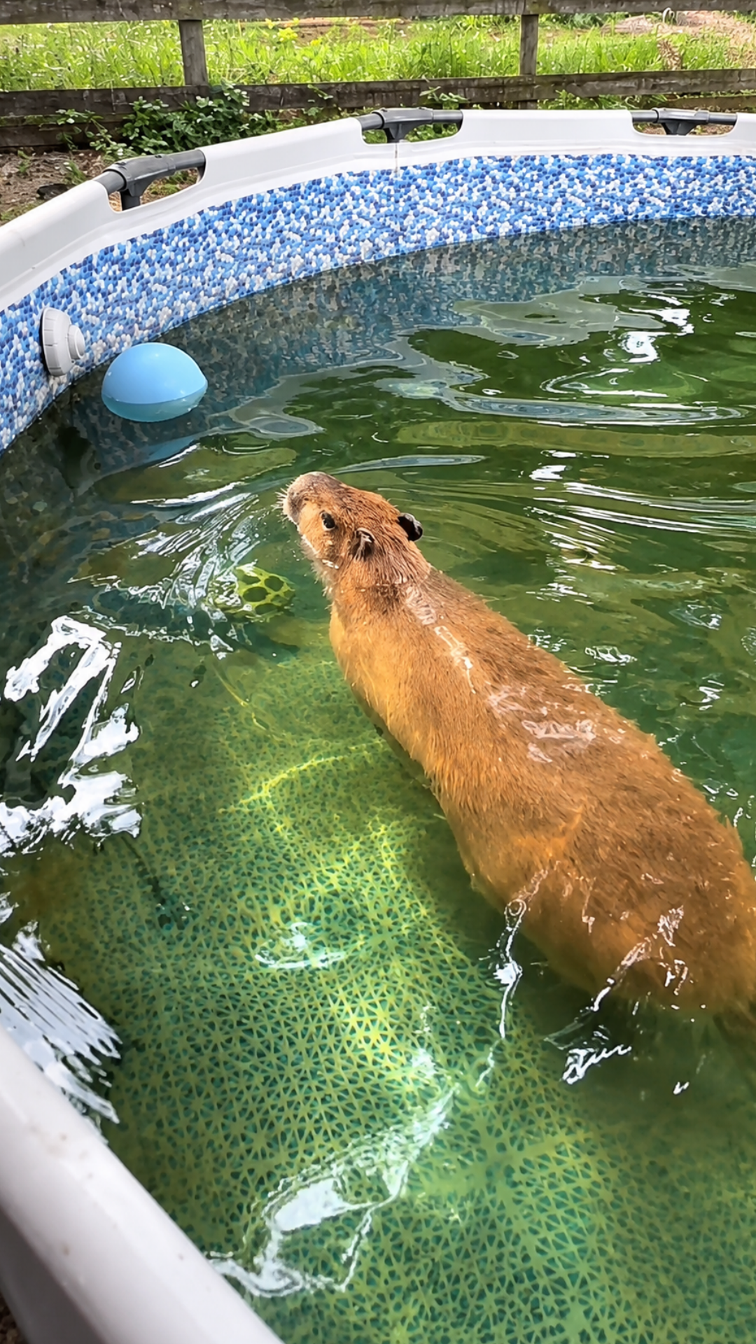A capybara makes a dash for the water