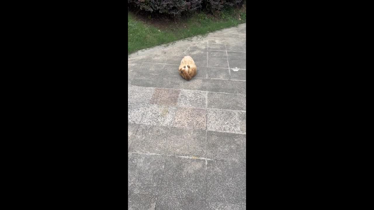 Relaxed orange cat lies belly-up and meows softly at a passerby in ...