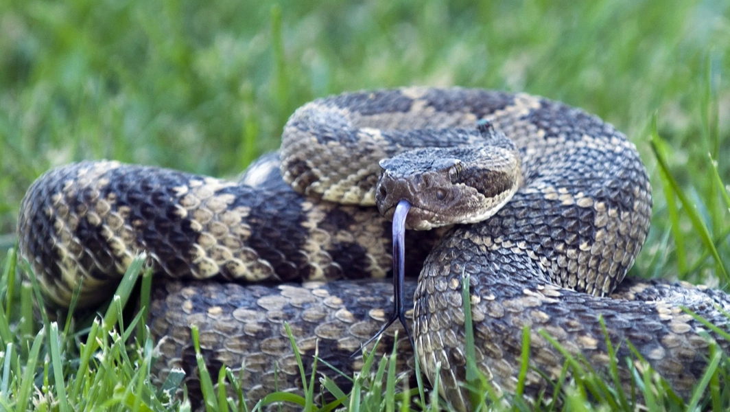 Experts reveal common backyard features attracting snakes