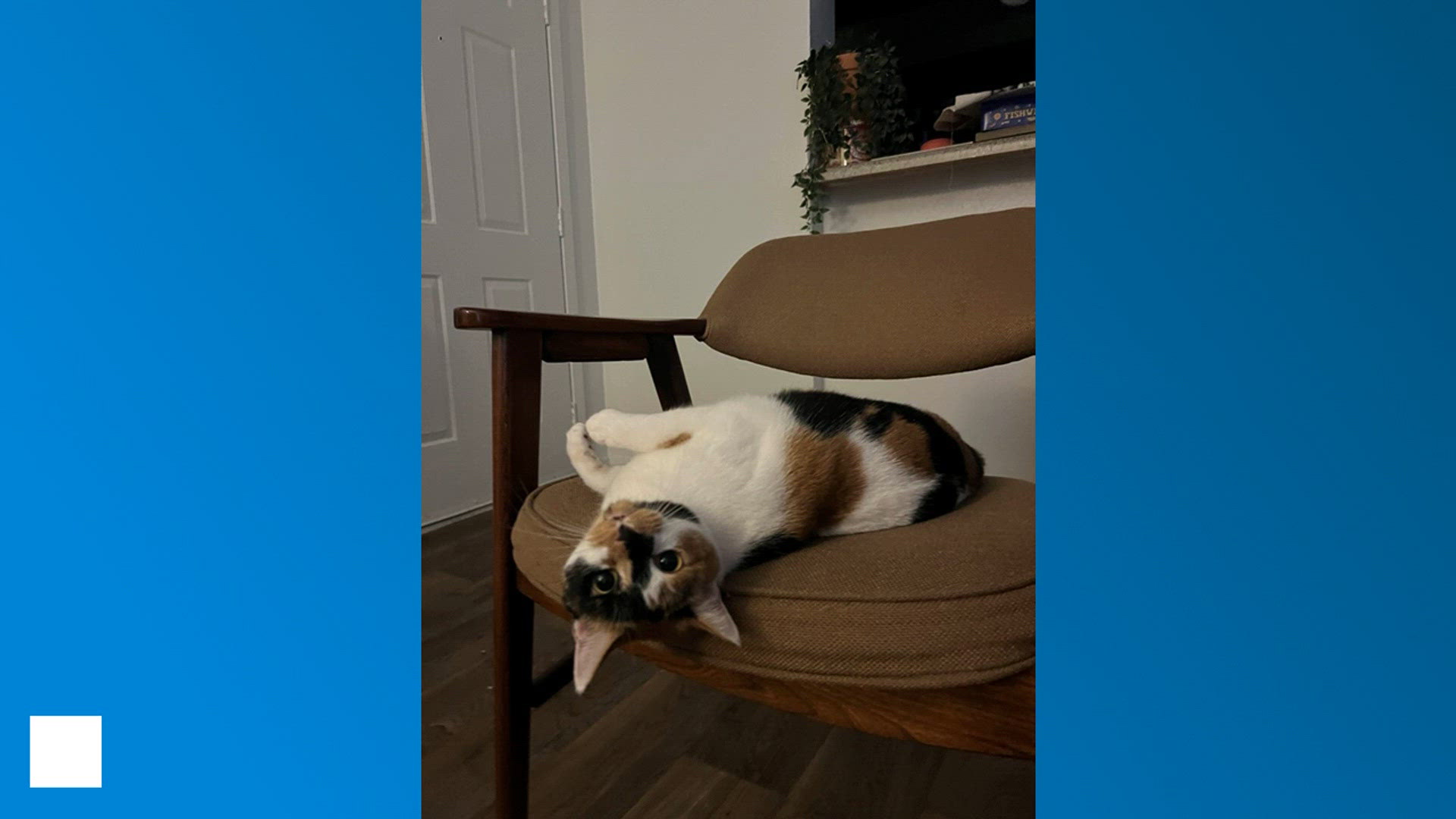 National Cat Day celebrates feline friends and pet adoption