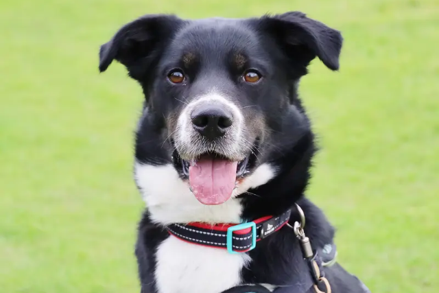 Portsmouth council considers more flexible pet rules for tenants