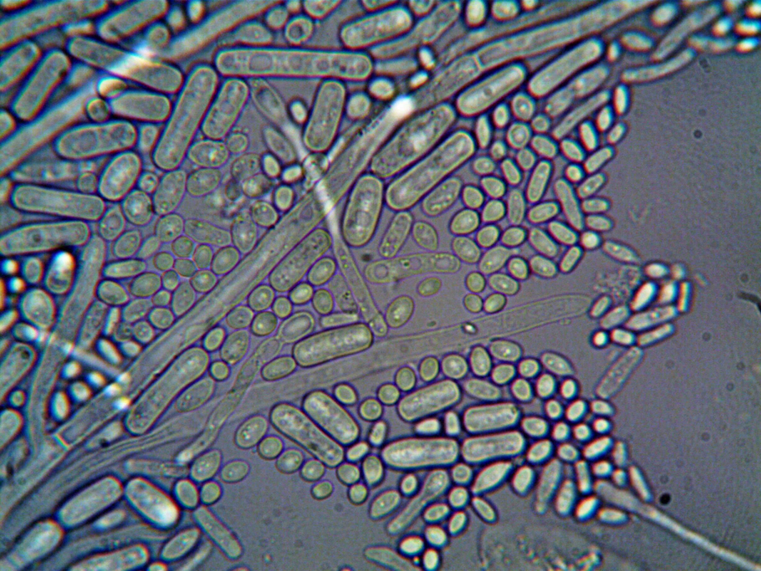 Wisconsin rivers near dairy farms run 9 times higher in drug-resistant ...