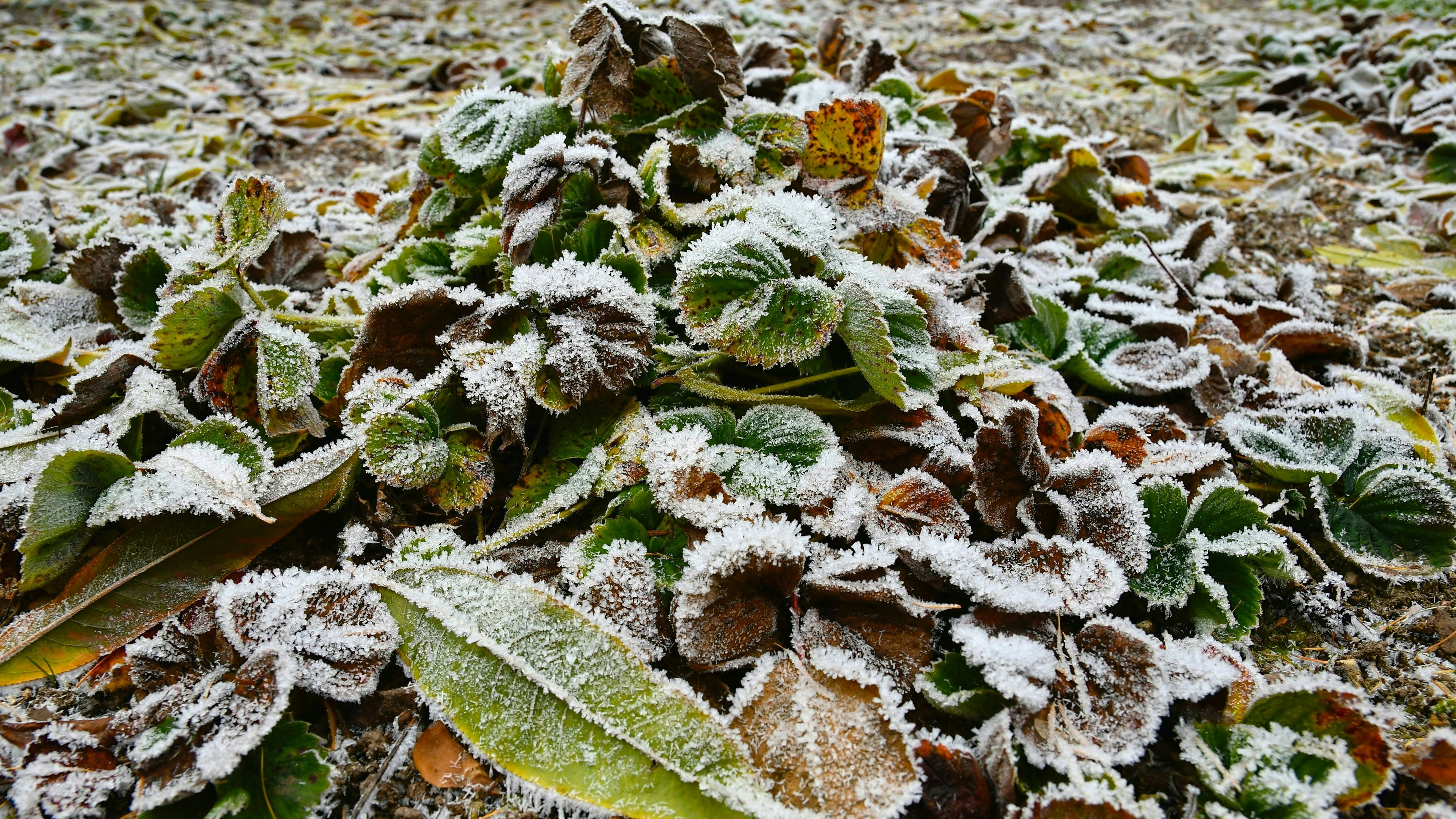 6 Aufgaben, die du vor dem 1. Frost erledigen musst