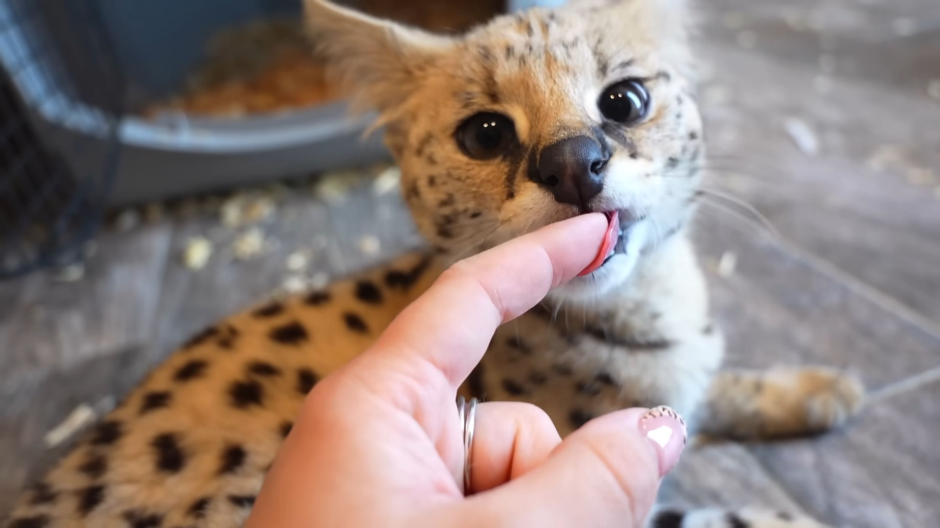 First-time cat mom welcomed one tiny miracle – and she never left her ...
