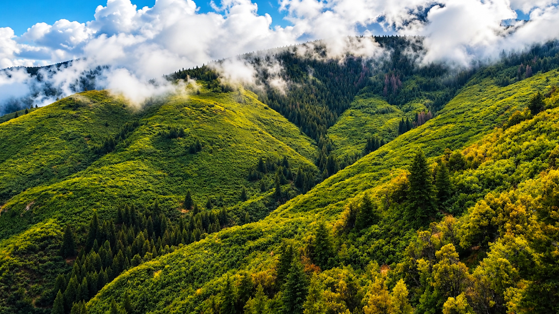 Lush green mountain hills covered in forests and drifting clouds