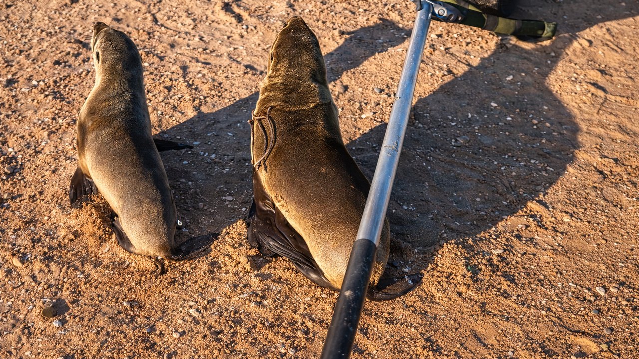 A rescuer called a young seal puppy while trying to save it from ...