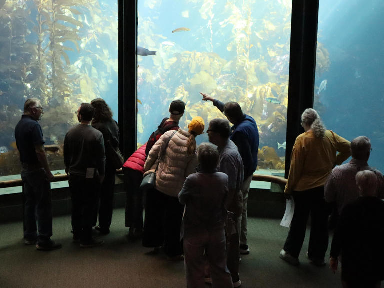 New 'Ocean in Motion' exhibit at Monterey Bay Aquarium opens Nov. 7