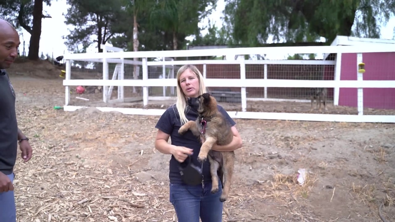 Harley meets a puppy through a barrier
