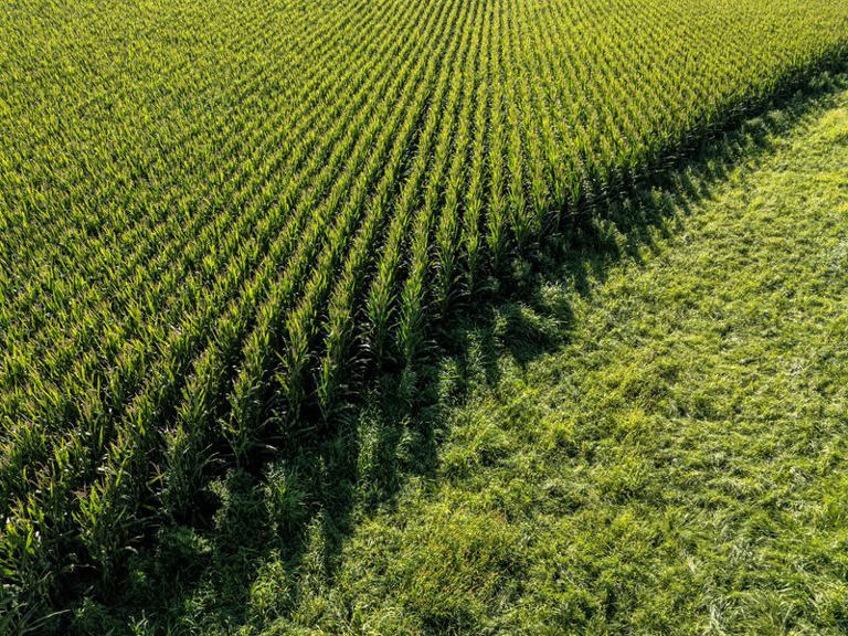 Anuncios de ataque financiados por agricultores contra los republicanos se emiten en las zonas rurales de Estados Unidos.