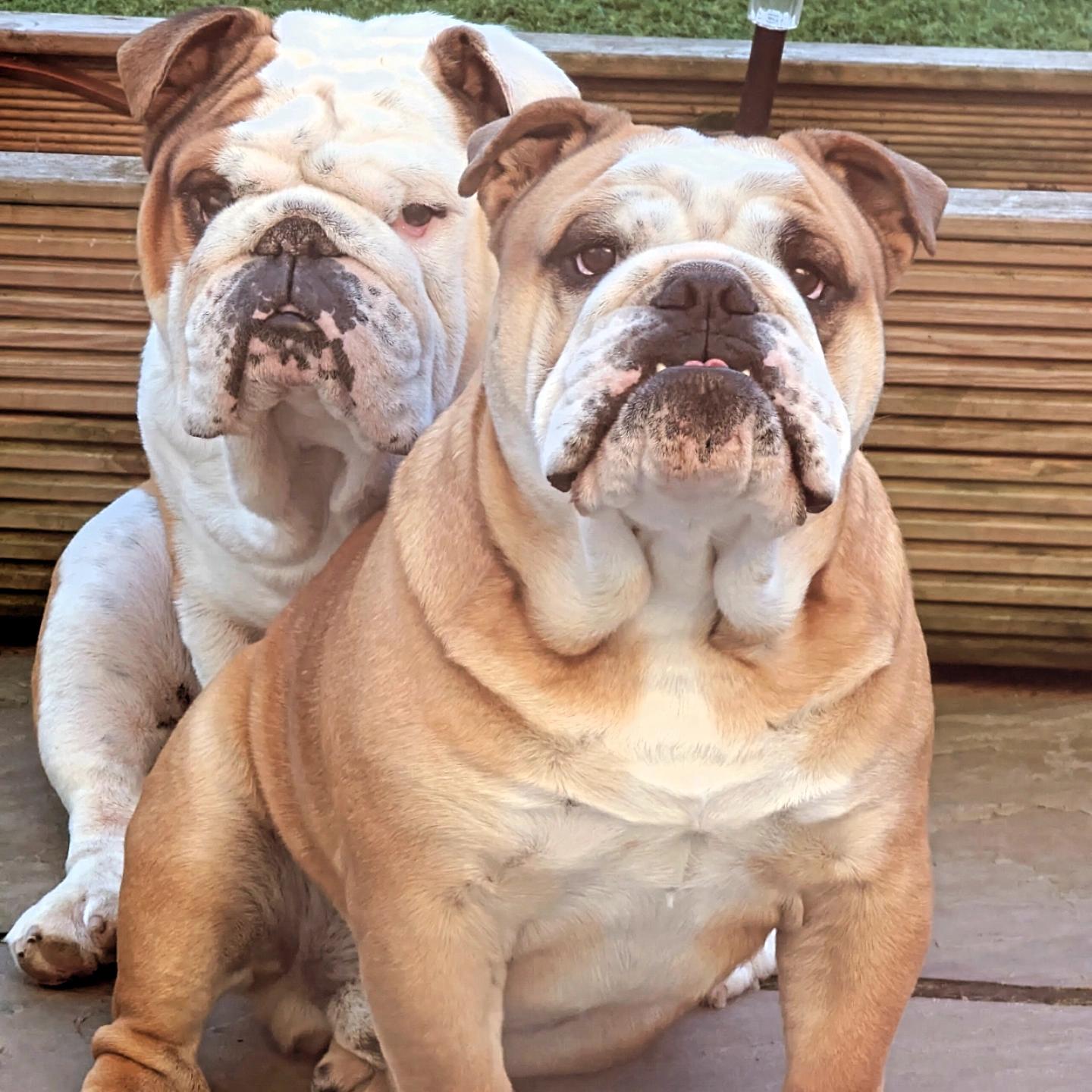 Instagram-famous Harrogate bulldogs Pablo and Diego to host free ...