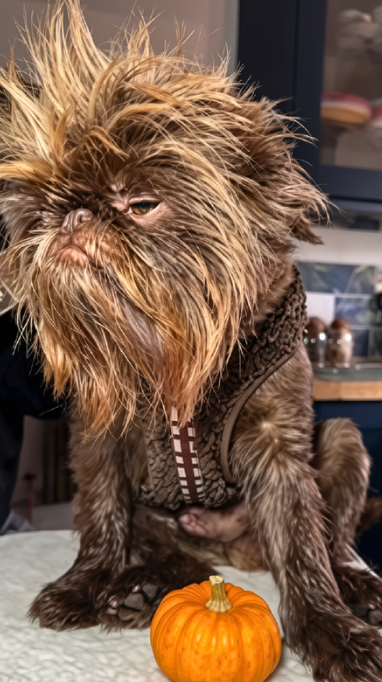 Brussels Griffon and owner recreate Chewbacca and Darth Vader