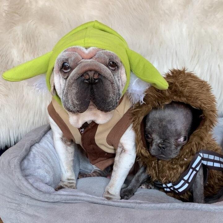 Coffee Break: 20 funny dogs in a costume