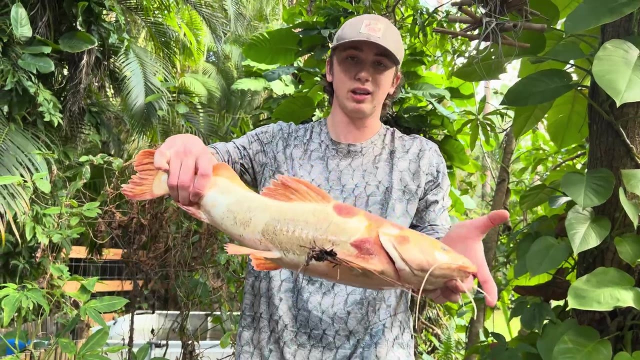 Bobby’s phantom redtail catfish Sweet Cheeks dies two weeks after arriving