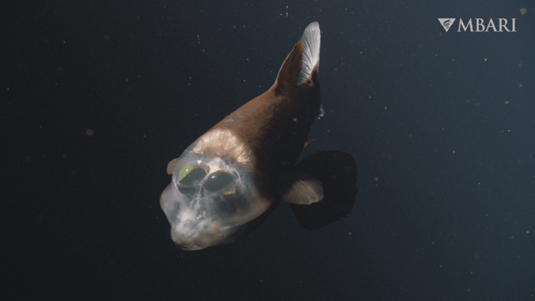 Deep-sea weirdo klaxon! Barreleye fish with a see-through head and ...