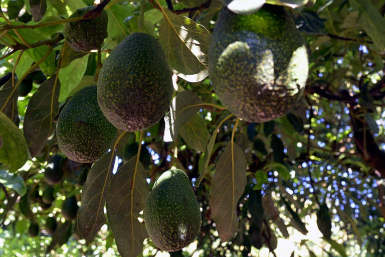 Newborn baby killed by avocado falling from tree near nursery