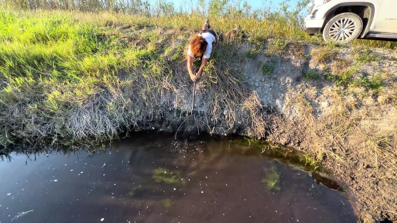 An orange Midas cichlid is rescued from a muddy pool beside an ...