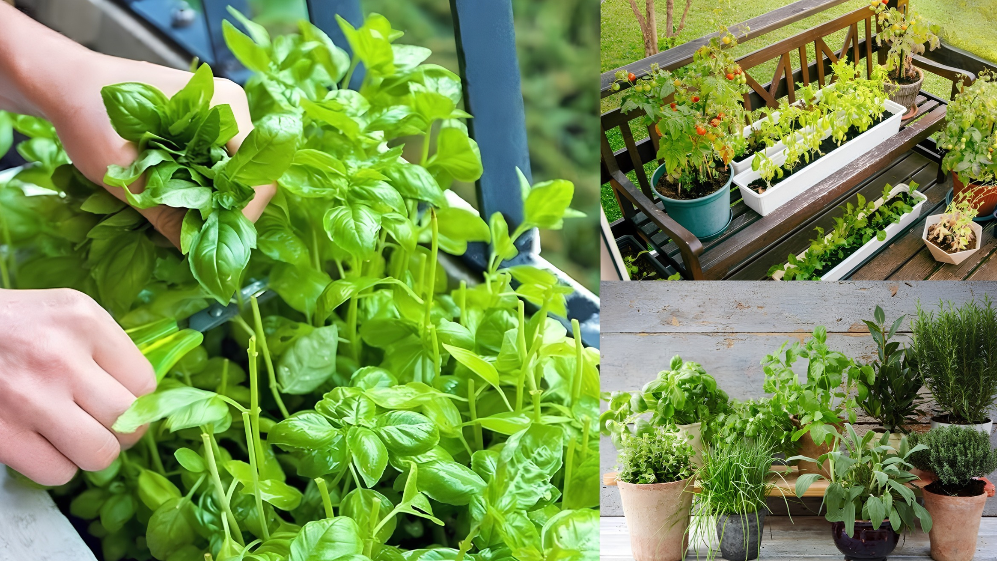 Create a thriving herb garden in a small balcony space