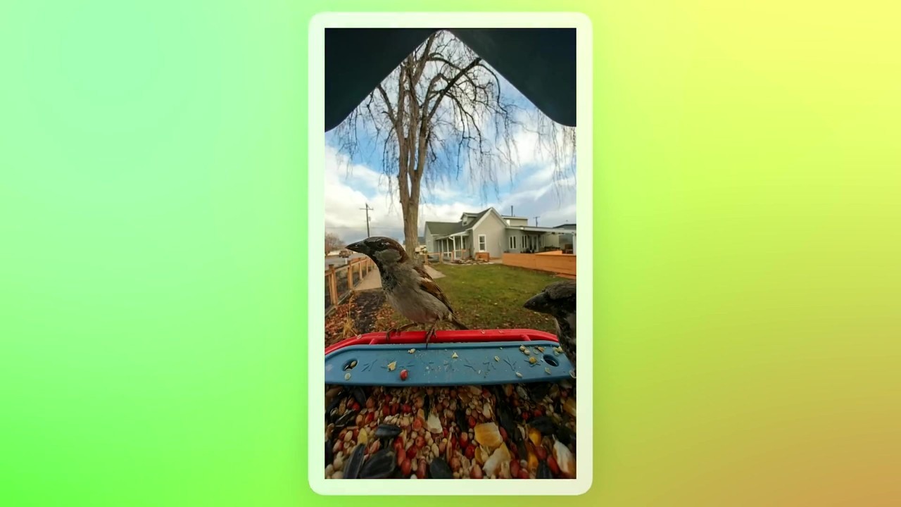 Bird Buddy 2 turns a feeder camera into a bird-watching habit