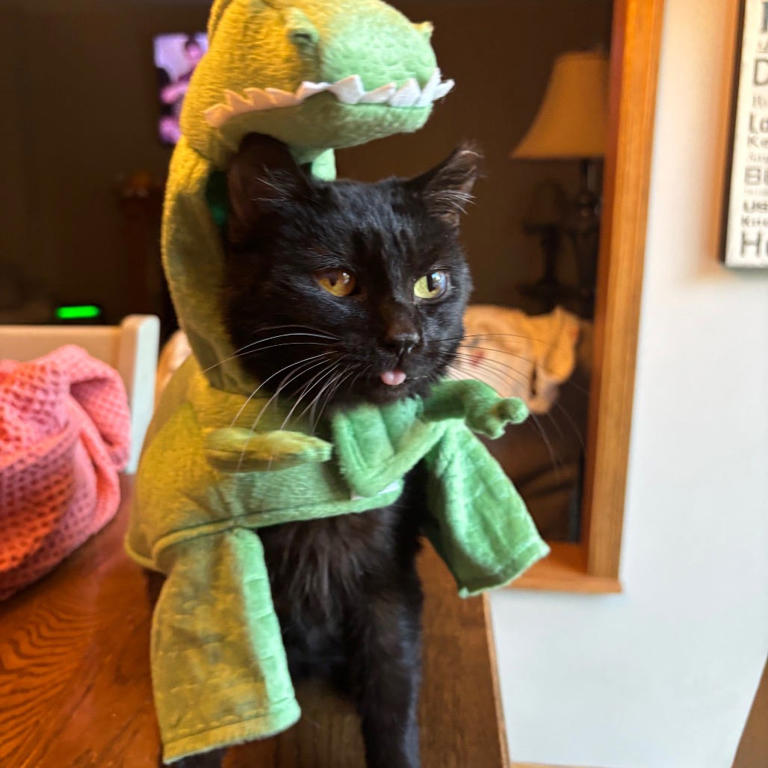 Meet Squiggles the cat who doesn't always act like a cat