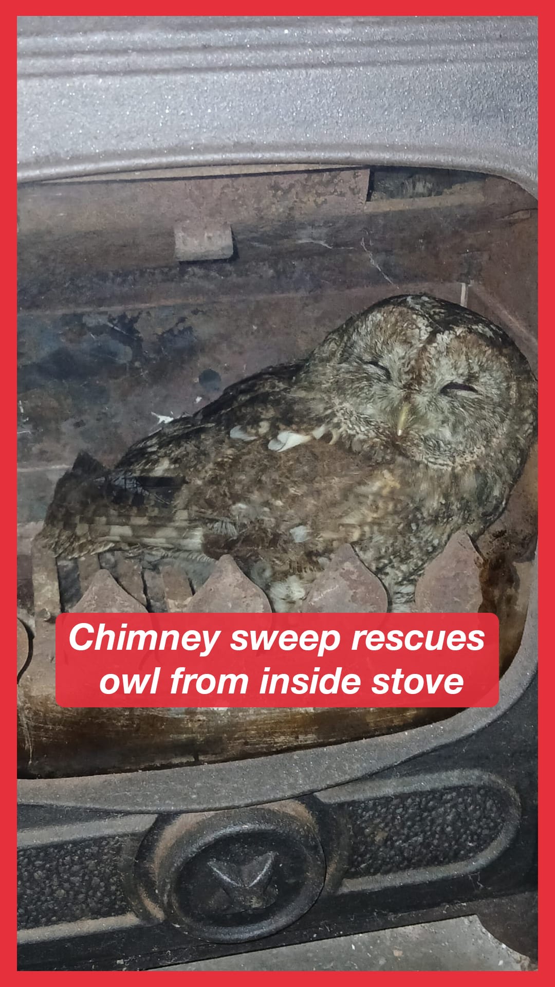 Chimney sweep rescues owl from inside stove