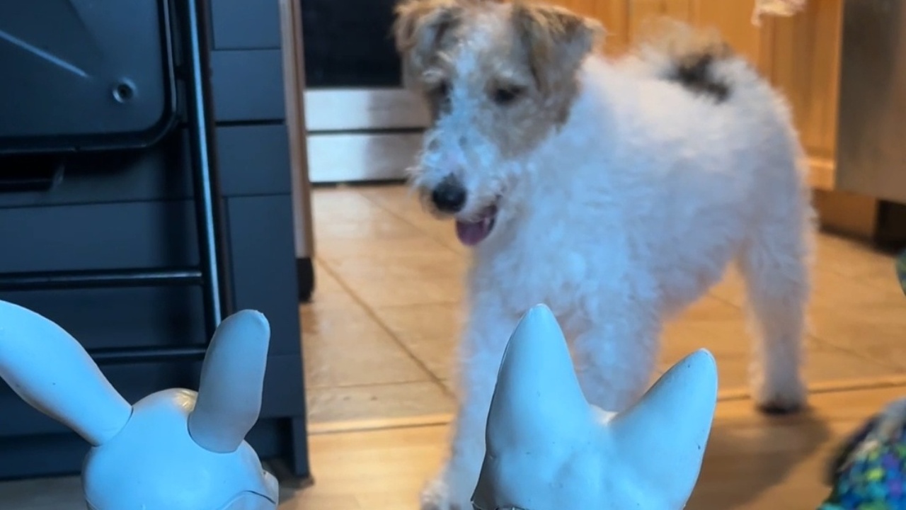 Puppy barks at Halloween skeletons in confusion