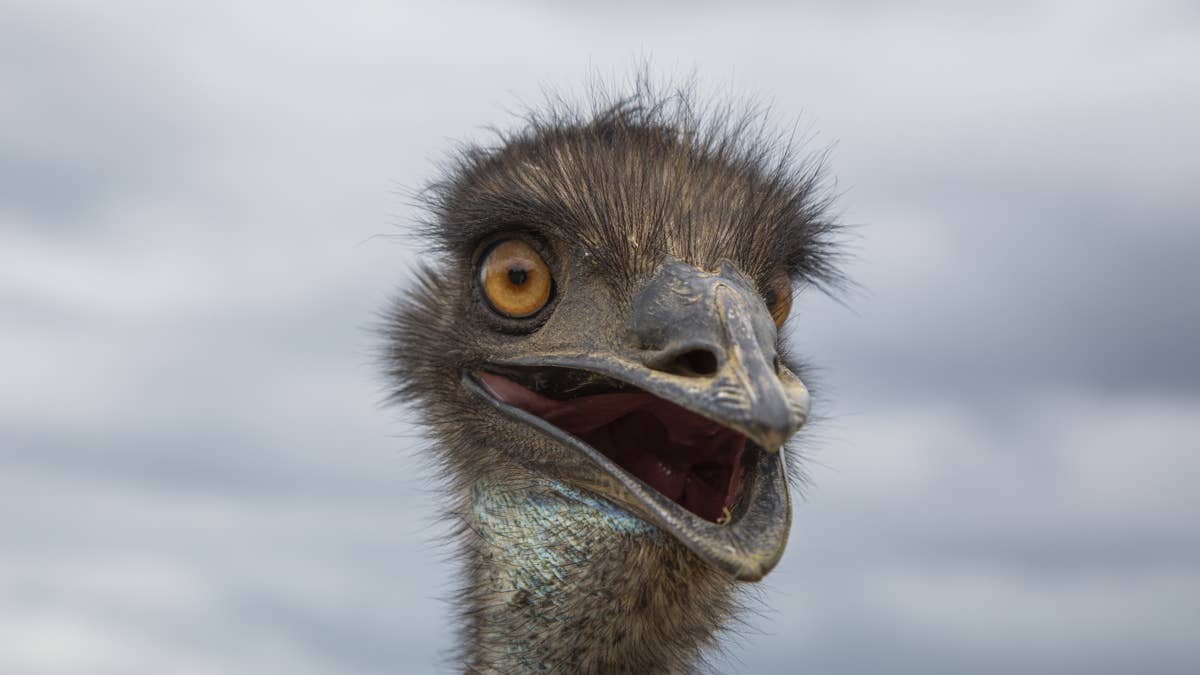 Emu thinks she’s one of the dogs, but they want no part of her
