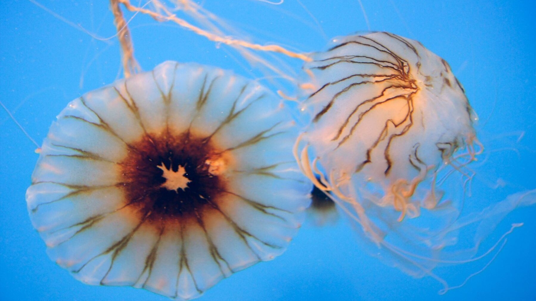 The most dangerous sea creatures in the world