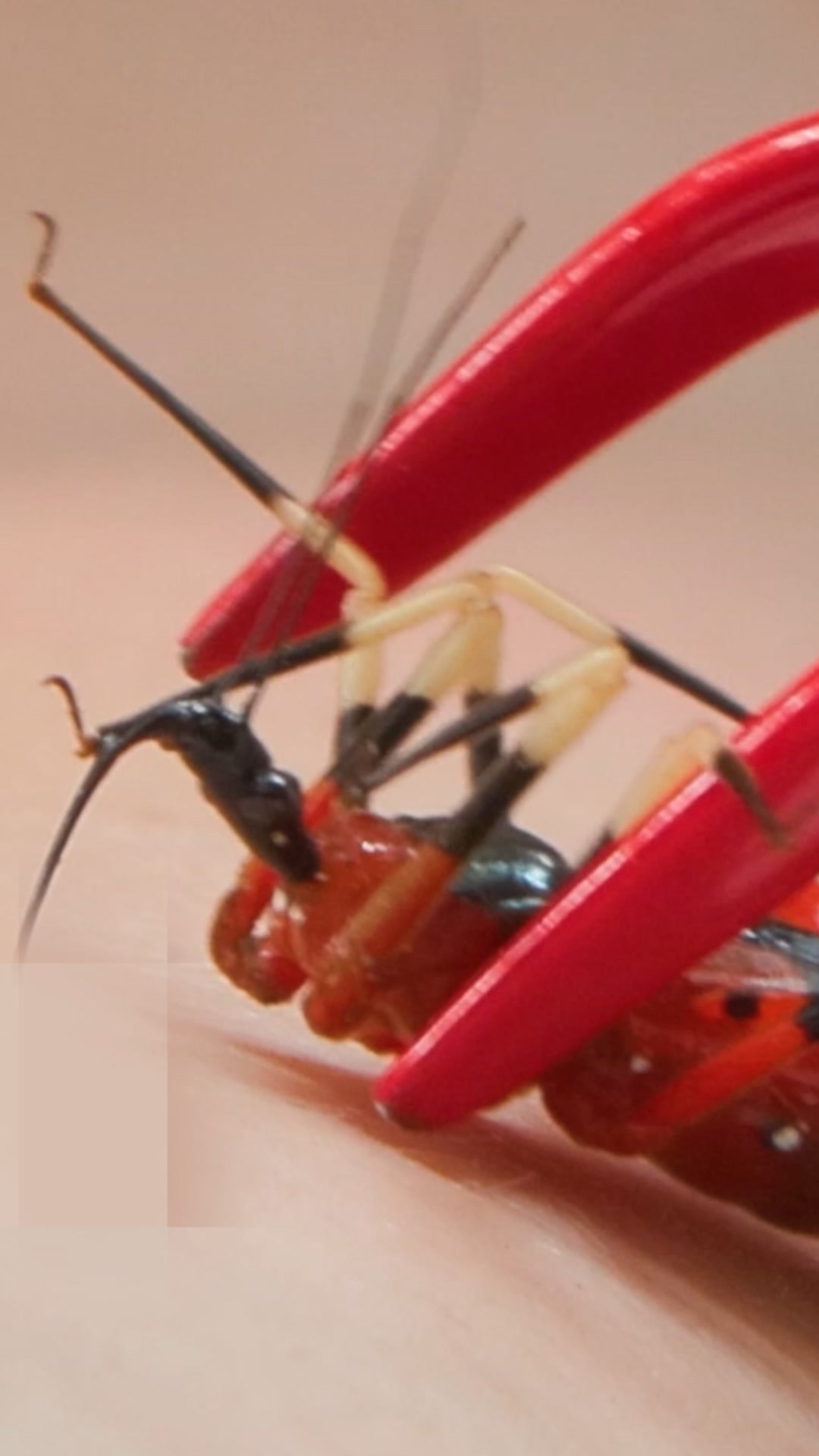 Why an assassin bug’s bite can be so dangerous