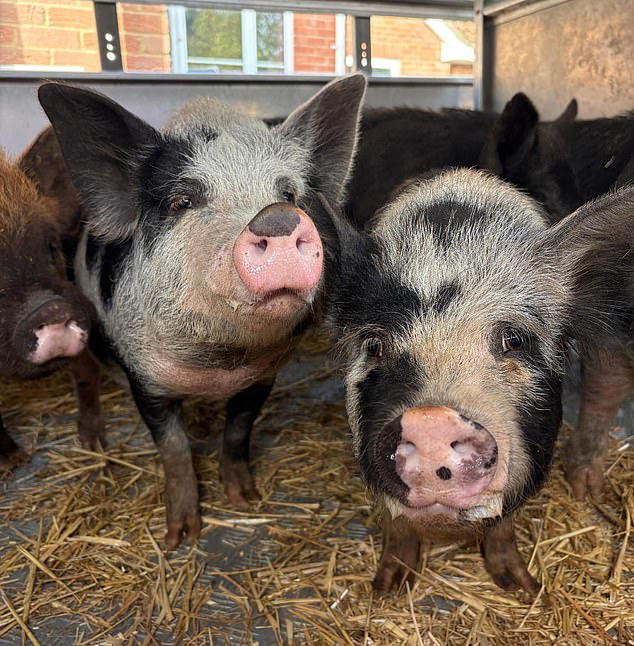 Pigs facing the slaughterhouse after escaping onto busy road have their ...