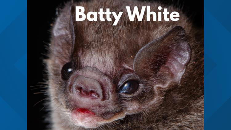 Batty White, Chappell Flown, Ryan Goswing: Meet the creatures bat-tling ...