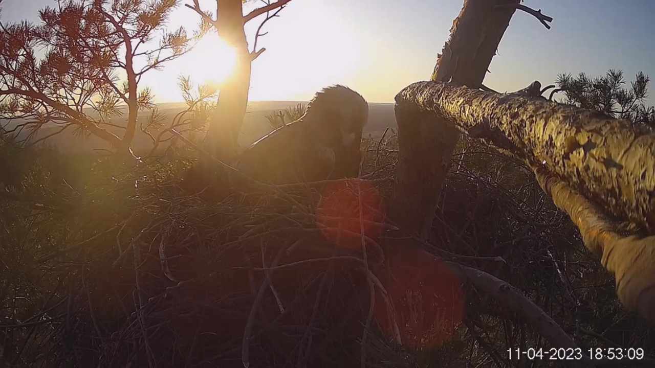 Arbushka the eagle lays first egg amid nest predation challenges