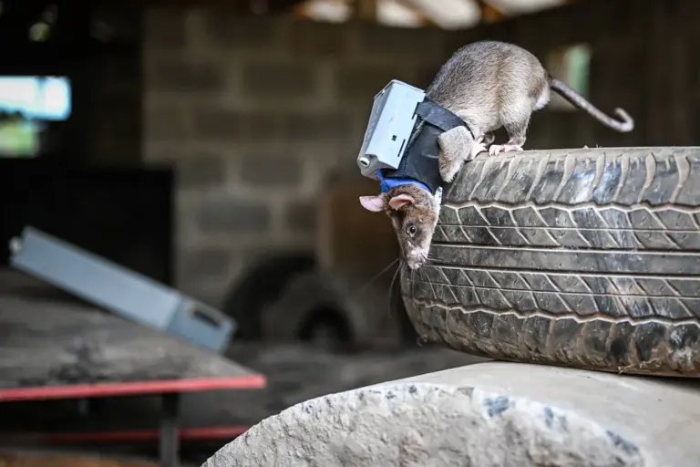 These tiny rat backpacks are designed to help find victims in an earthquake