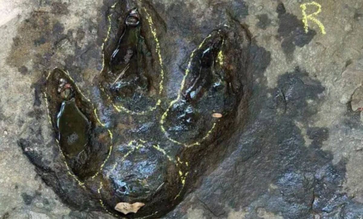 A tourist posted a strange photo on Facebook. It turned out to be a 120 ...