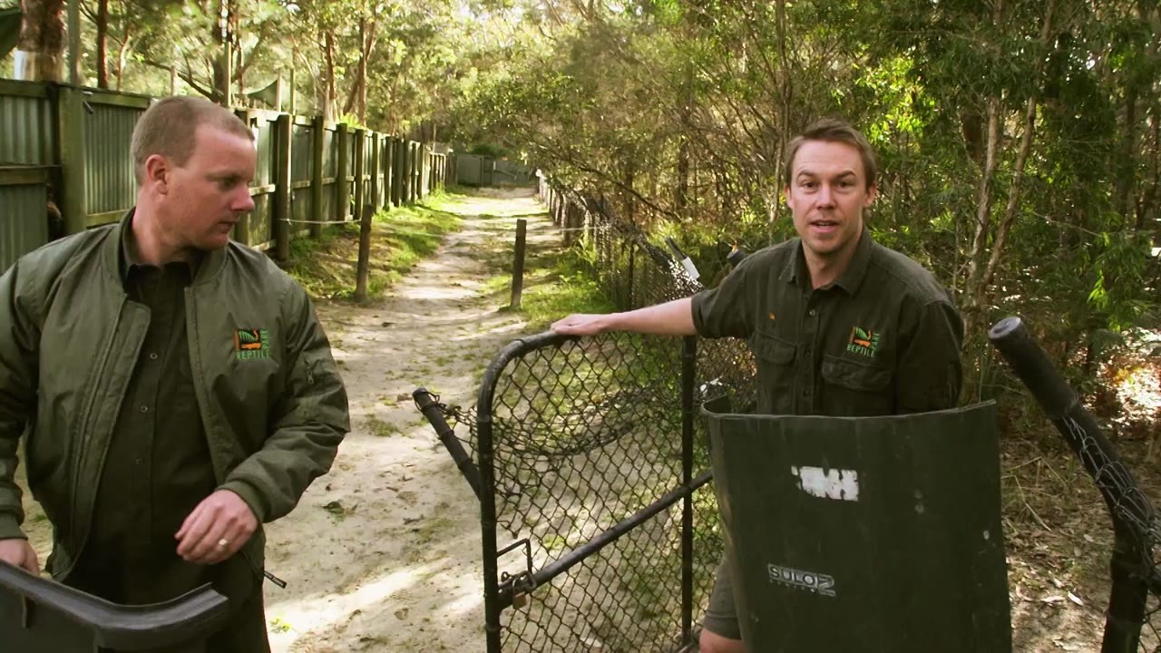 Wildlife keepers use riot shields to introduce two cassowaries at ...