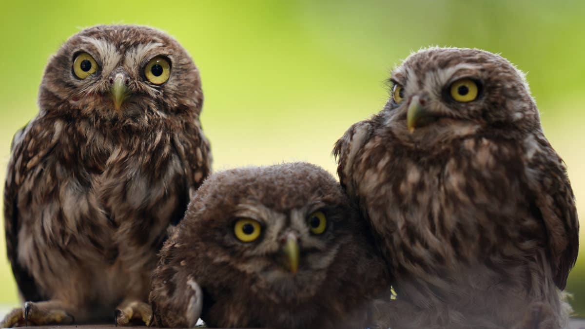 Baby owl ventures out of the nest for the first time and tests his wings