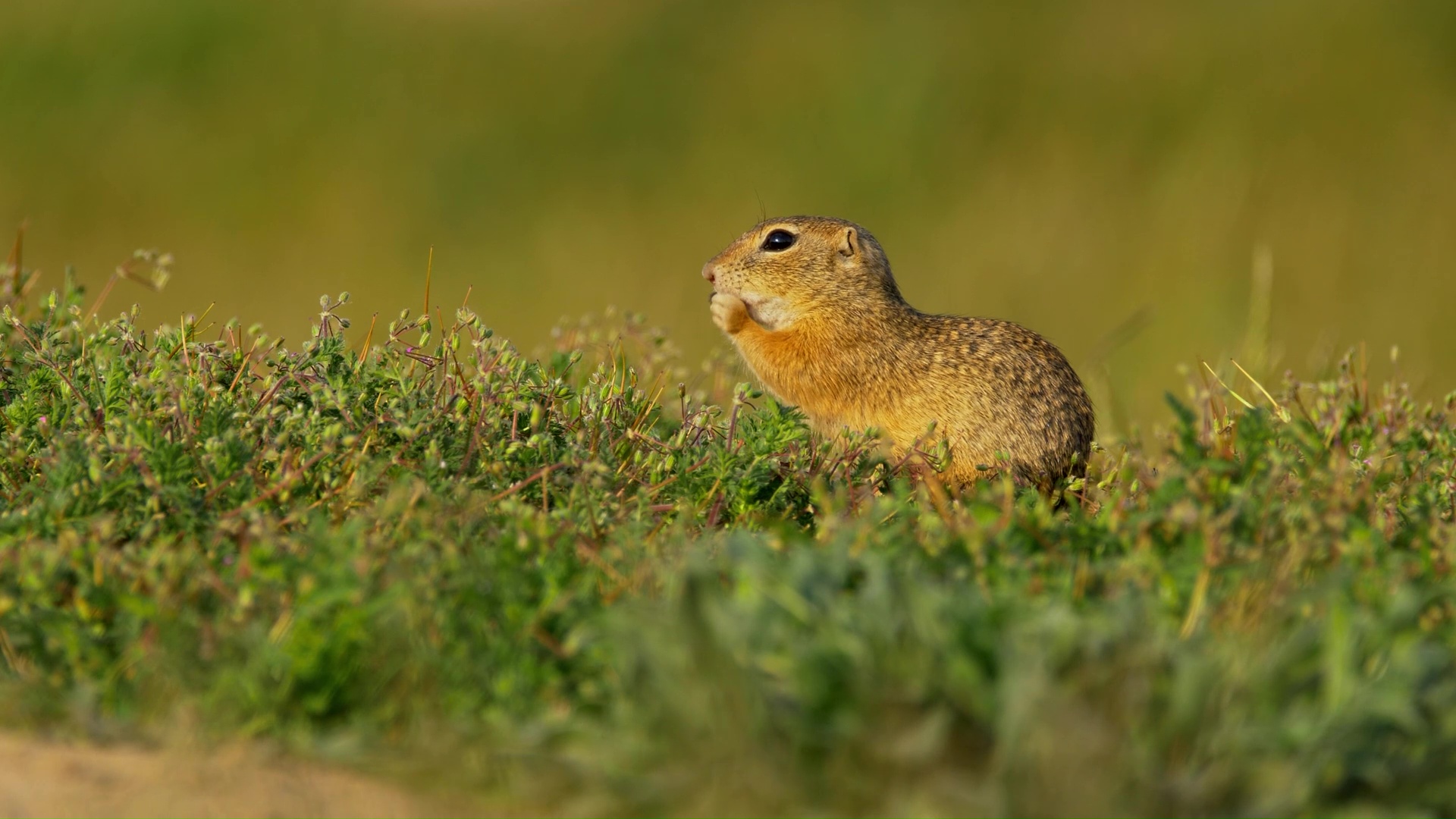 Adorable ground squirrel enjoys a meal in the grass