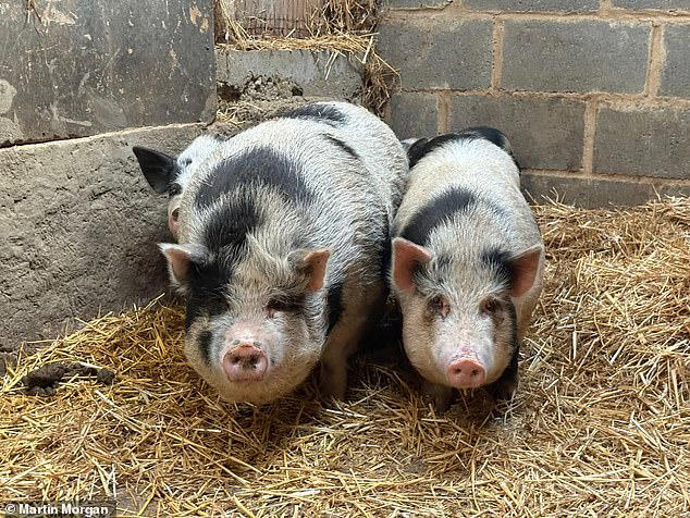Pigs facing the slaughterhouse after escaping onto busy road have their ...