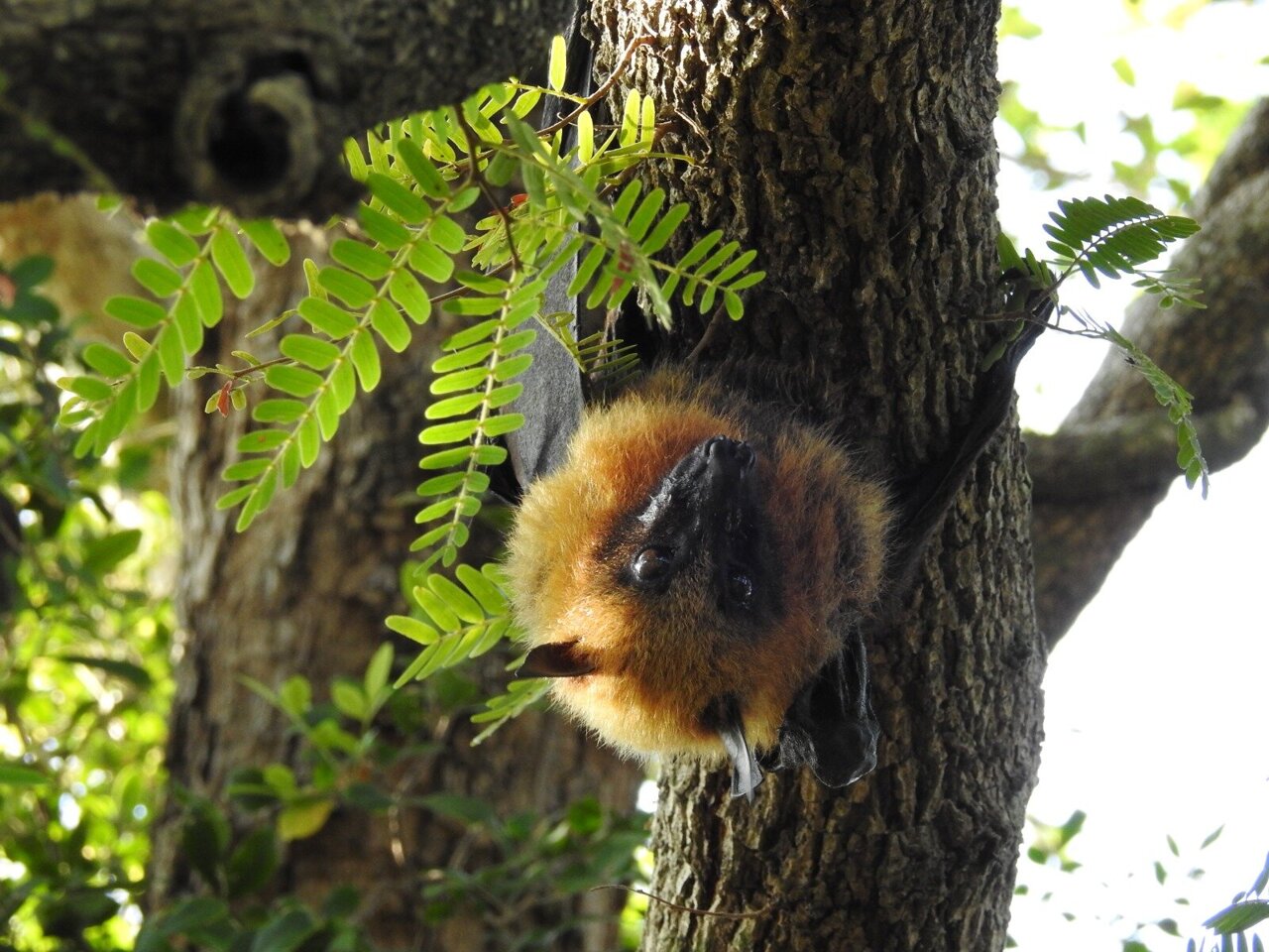 Museum specimens reveal shrinking flying foxes in Madagascar, with ...
