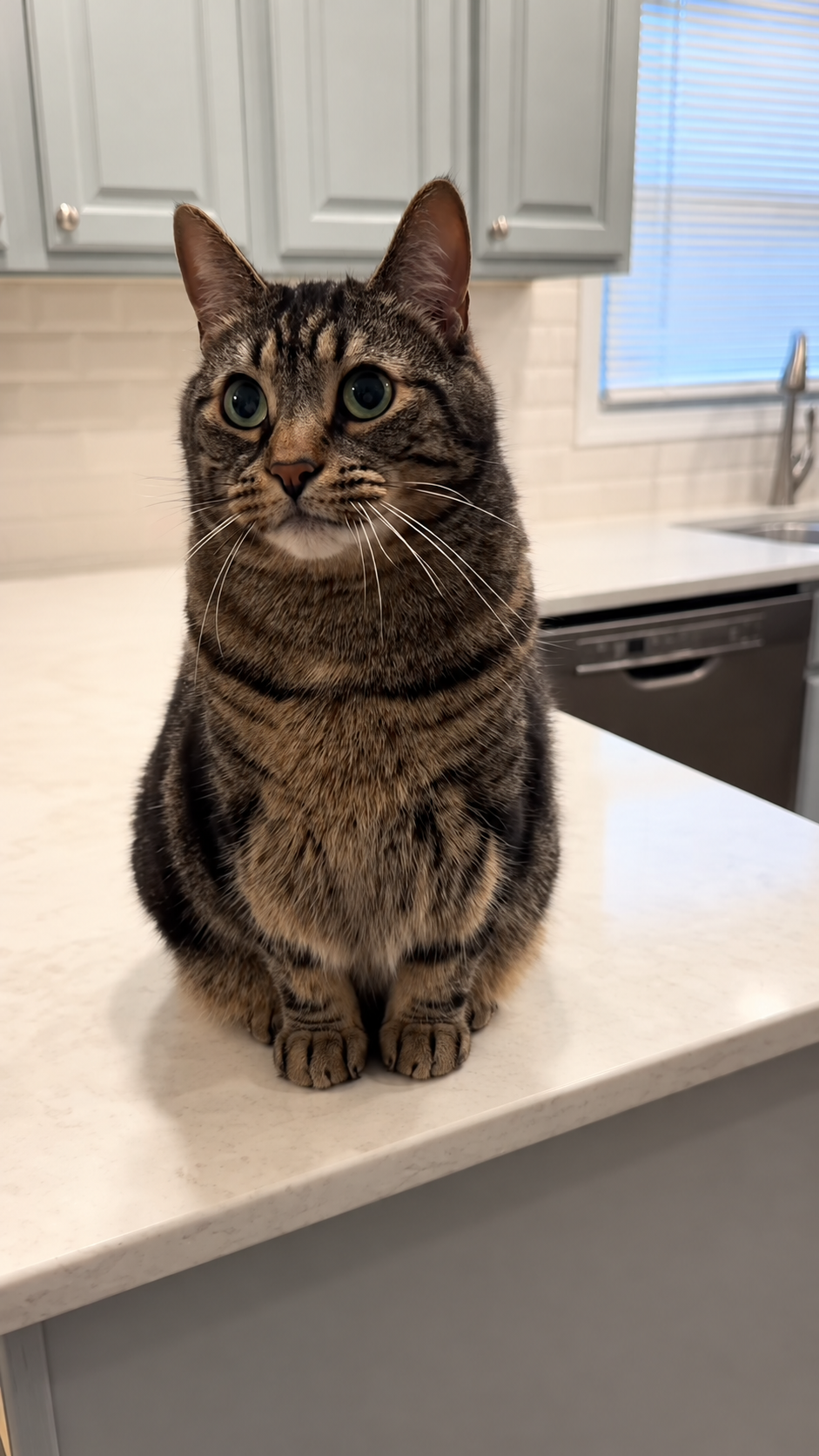 This cat takes National Cat Day very seriously