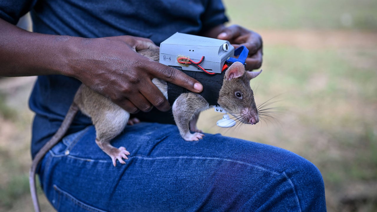 These tiny rat backpacks are designed to help find victims in an earthquake