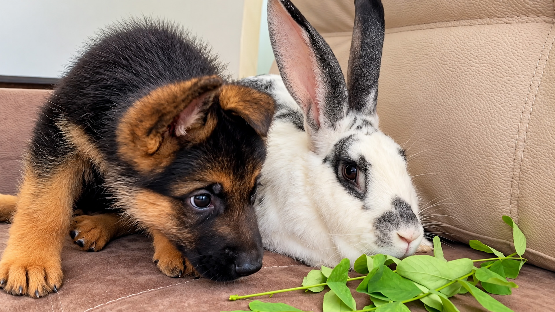 The sweet first meeting between a puppy and giant rabbit