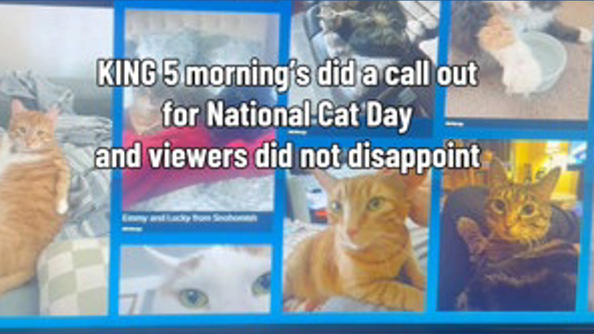 KING 5 Mornings celebrates National Cat Day