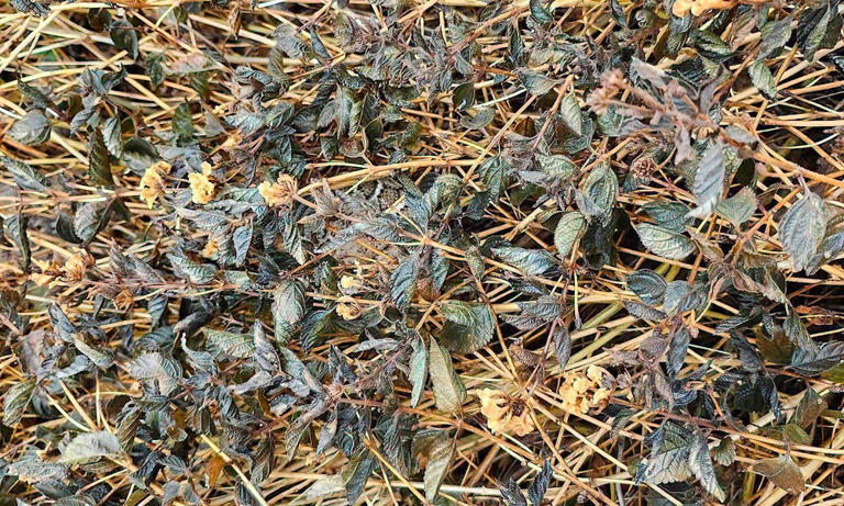 Can you spot the rattlesnake hiding after a major Arizona downpour?