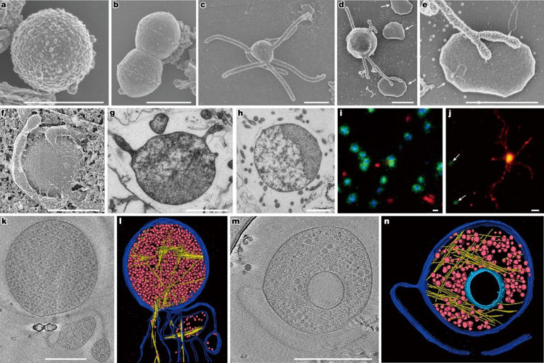 Capturing our closest archaeal relatives offers clues to the origin of ...