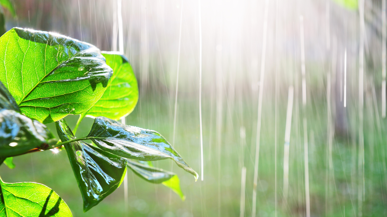 Discover the fascinating name for the smell of rain: petrichor