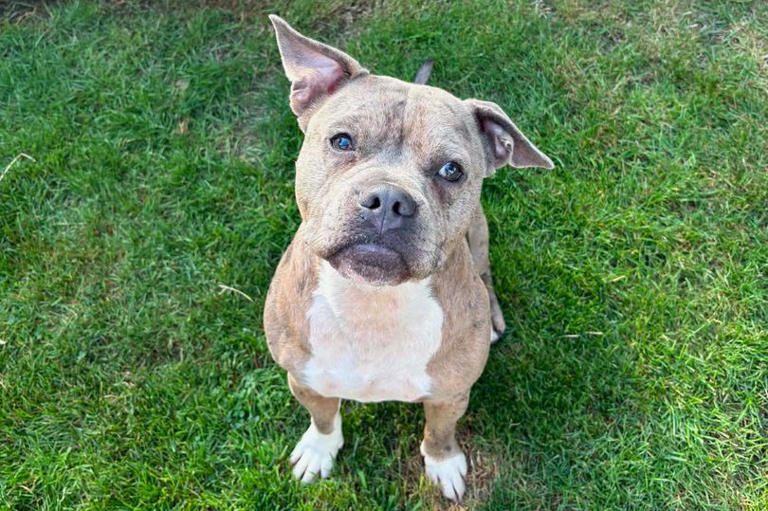 A real one in a million: Rescued dog Max celebrates one year of freedom