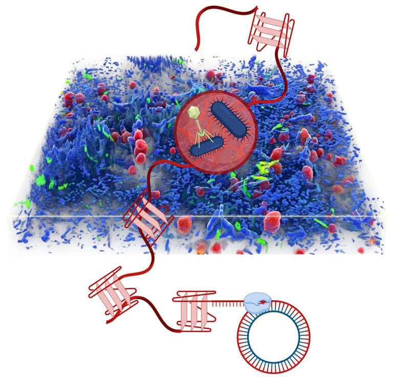 Zombie bacteria keep building DNA after death