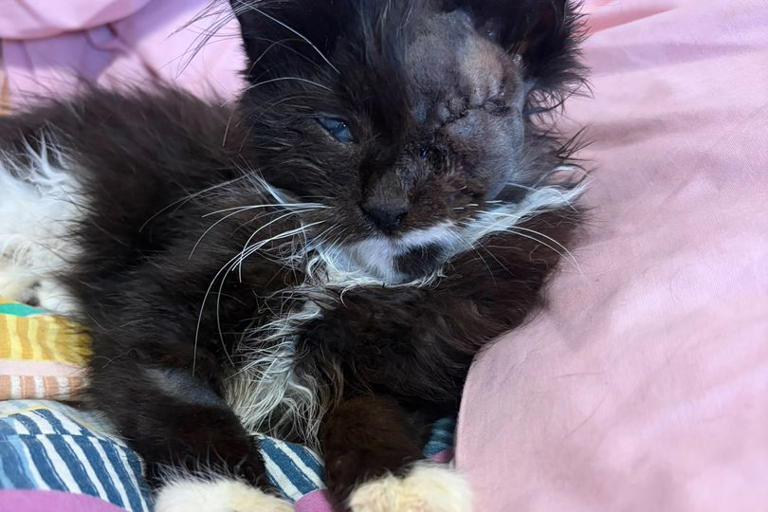 Lives of 146 cats in danger as Welsh rescue centre forced to make call ...