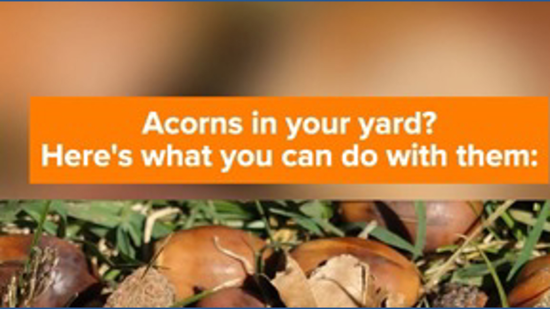 White Oak Initiative is helping grow more trees